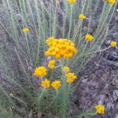 Chrysocephalum semipapposum (Clustered Everlasting) at Mount Majura - 30 Nov 2015 by MAX