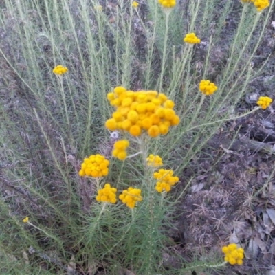 Chrysocephalum semipapposum (Clustered Everlasting) at Mount Majura - 30 Nov 2015 by MAX