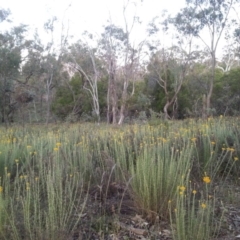 Chrysocephalum semipapposum at Watson, ACT - 30 Nov 2015