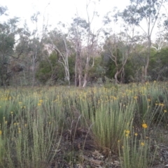 Chrysocephalum semipapposum at Watson, ACT - 30 Nov 2015 08:02 PM
