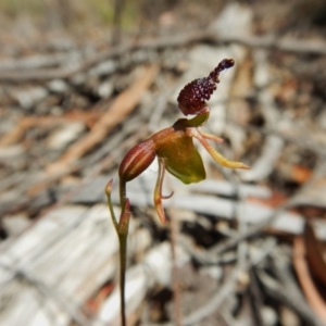 Caleana minor at Aranda, ACT - 3 Dec 2015