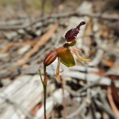 Caleana minor (Small Duck Orchid) at Aranda Bushland - 3 Dec 2015 by CathB