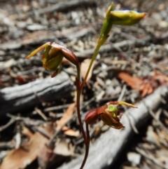 Caleana minor at Aranda, ACT - suppressed