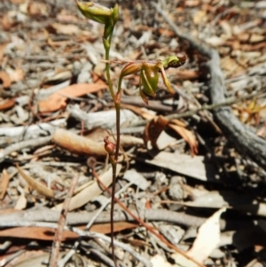 Caleana minor at Aranda, ACT - 3 Dec 2015