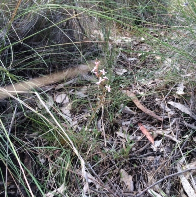 Stylidium sp. (Trigger Plant) at Gungahlin, ACT - 13 Nov 2015 by JohnBB