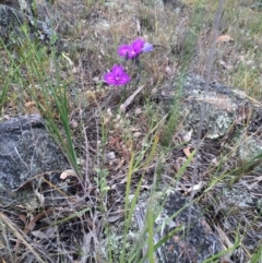 Thysanotus tuberosus subsp. tuberosus (Common Fringe-lily) at Hawker, ACT - 27 Nov 2015 by JohnBB