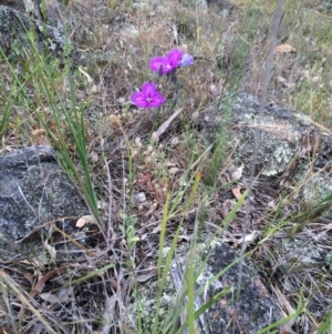 Thysanotus tuberosus subsp. tuberosus at Hawker, ACT - 28 Nov 2015