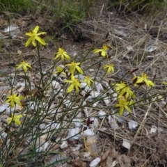 Tricoryne elatior (Yellow Rush Lily) at Molonglo Valley, ACT - 17 Nov 2015 by AndyRussell