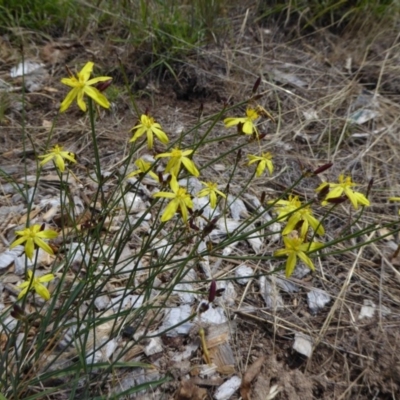 Tricoryne elatior (Yellow Rush Lily) at Molonglo Valley, ACT - 17 Nov 2015 by AndyRussell