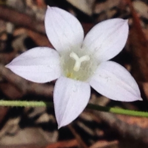 Wahlenbergia stricta subsp. stricta at Bungendore, NSW - 3 Dec 2015