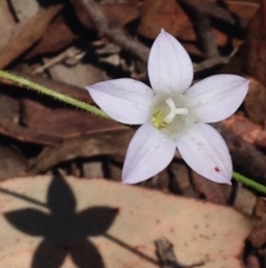 Wahlenbergia stricta subsp. stricta at Bungendore, NSW - 3 Dec 2015 08:01 PM