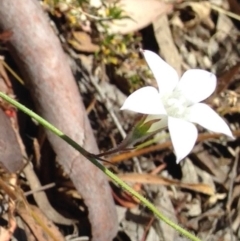 Wahlenbergia stricta subsp. stricta at Bungendore, NSW - 3 Dec 2015 08:01 PM