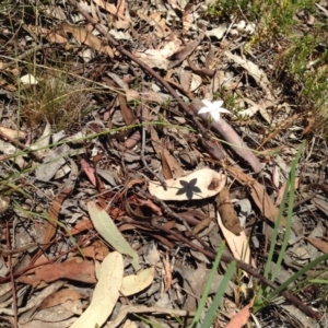 Wahlenbergia stricta subsp. stricta at Bungendore, NSW - 3 Dec 2015