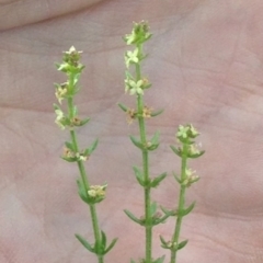 Galium gaudichaudii subsp. gaudichaudii (Rough Bedstraw) at Bungendore, NSW - 3 Dec 2015 by yellowboxwoodland