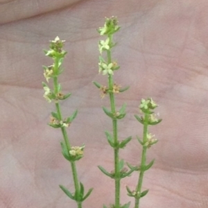 Galium gaudichaudii subsp. gaudichaudii at Bungendore, NSW - 3 Dec 2015 08:14 PM