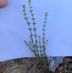 Galium gaudichaudii subsp. gaudichaudii at Bungendore, NSW - 3 Dec 2015 08:14 PM