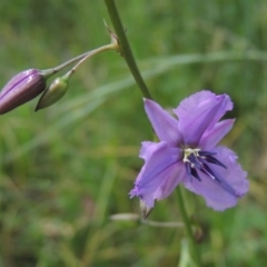 Arthropodium fimbriatum (Nodding Chocolate Lily) at Point Hut to Tharwa - 17 Nov 2015 by michaelb