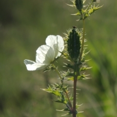 Argemone ochroleuca subsp. ochroleuca (Mexican Poppy, Prickly Poppy) at Point Hut to Tharwa - 18 Nov 2015 by michaelb