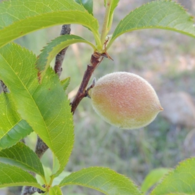 Prunus persica (Peach, Nectarine) at Pine Island to Point Hut - 25 Oct 2015 by michaelb