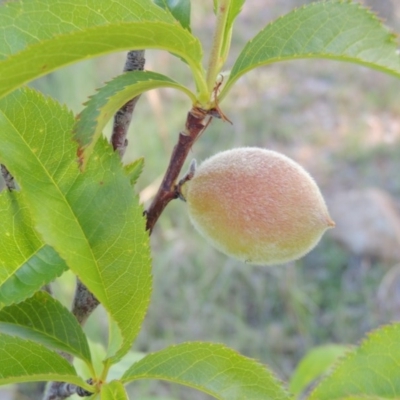 Prunus persica (Peach, Nectarine) at Bonython, ACT - 25 Oct 2015 by MichaelBedingfield