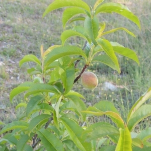 Prunus persica at Bonython, ACT - 25 Oct 2015