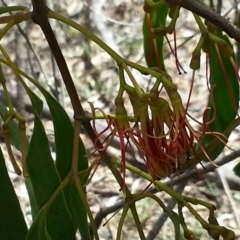 Amyema miquelii (Box Mistletoe) at Majura, ACT - 8 Feb 2015 by MAX