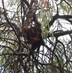 Amyema miquelii at Majura, ACT - 8 Feb 2015 12:20 PM