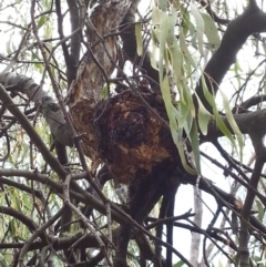 Amyema miquelii at Majura, ACT - 8 Feb 2015 12:20 PM