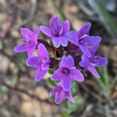 Mentha diemenica (Wild Mint, Slender Mint) at Googong, NSW - 3 Dec 2015 by Wandiyali