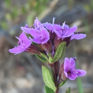 Mentha diemenica at Googong, NSW - 4 Dec 2015 06:04 AM