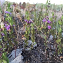 Mentha diemenica at Googong, NSW - 4 Dec 2015 06:04 AM