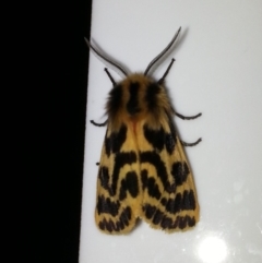 Spilosoma curvata (Crimson Tiger Moth) at Symonston, ACT - 4 Mar 2014 by MAX