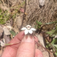 Caladenia alpina (Mountain Caps) at Namadgi National Park - 2 Dec 2015 by gregbaines