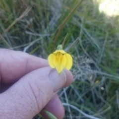 Diuris subalpina (Small Snake Orchid) at Cotter River, ACT - 1 Dec 2015 by gregbaines