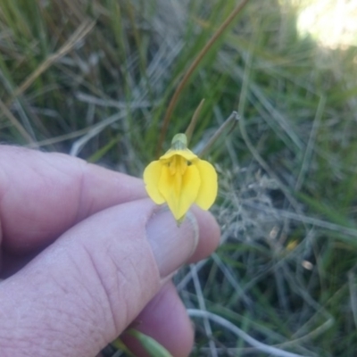 Diuris subalpina (Small Snake Orchid) at Cotter River, ACT - 2 Dec 2015 by gregbaines