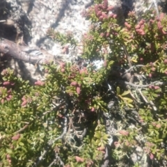 Podocarpus lawrencei (Mountain Plum Pine) at Namadgi National Park - 2 Dec 2015 by gregbaines