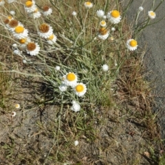 Ammobium alatum (Winged Everlasting) at Pialligo, ACT - 3 Dec 2015 by MichaelMulvaney