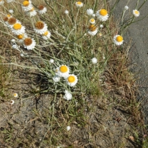 Ammobium alatum at Pialligo, ACT - 4 Dec 2015