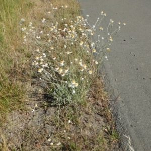 Ammobium alatum at Pialligo, ACT - 4 Dec 2015