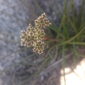 Aciphylla simplicifolia at Cotter River, ACT - 2 Dec 2015 01:30 PM