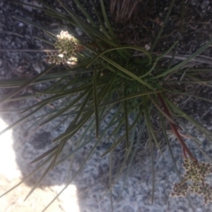 Aciphylla simplicifolia at Cotter River, ACT - 2 Dec 2015 01:30 PM