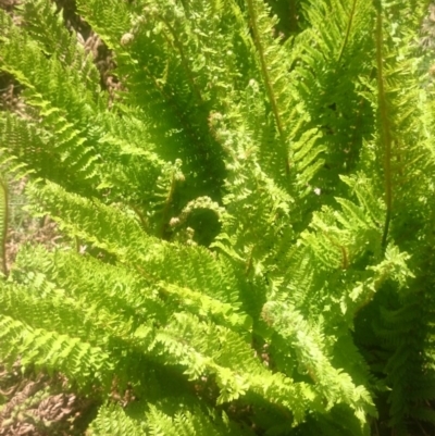 Polystichum proliferum (Mother Shield Fern) at Cotter River, ACT - 4 Dec 2015 by gregbaines