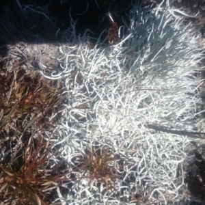 Thamnolia vermicularis at Cotter River, ACT - 4 Dec 2015 12:00 AM