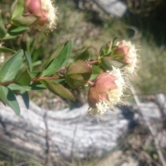 Pimelea ligustrina subsp. ciliata at Cotter River, ACT - 4 Dec 2015