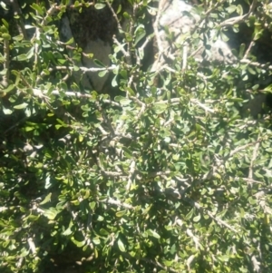 Melicytus angustifolius subsp. divaricatus at Cotter River, ACT - 4 Dec 2015 12:00 AM