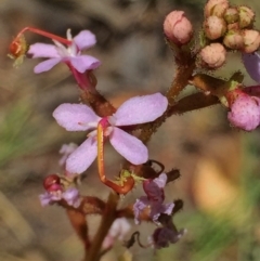 Stylidium (genus) (Trigger Plant) at Jerrabomberra, NSW - 4 Dec 2015 by Wandiyali