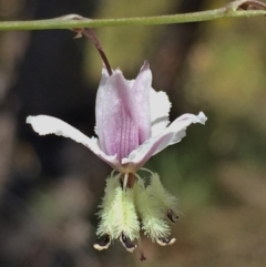 Arthropodium milleflorum (Vanilla Lily) at Jerrabomberra, NSW - 4 Dec 2015 by Wandiyali