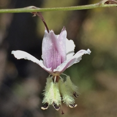 Arthropodium milleflorum (Vanilla Lily) at QPRC LGA - 4 Dec 2015 by Wandiyali