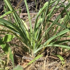 Arthropodium milleflorum at Jerrabomberra, NSW - 4 Dec 2015