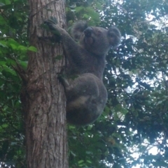 Phascolarctos cinereus (Koala) at Byrrill Creek, NSW - 25 Oct 2015 by joannagardner